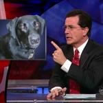 the.colbert.report.10.07.09.Alison Gopnik_20091020015135.jpg